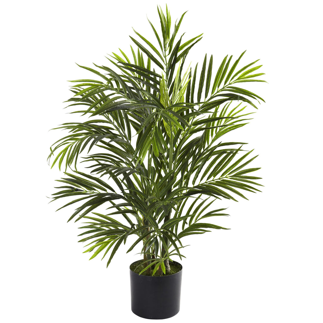 Areca Palm UV Resistant: Perfect for Indoor and Outdoor Use