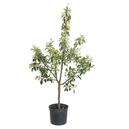 Fuji Apple Tree