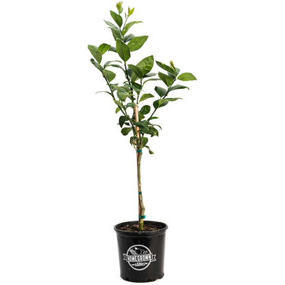 Improved Meyer Lemon Tree (CA)