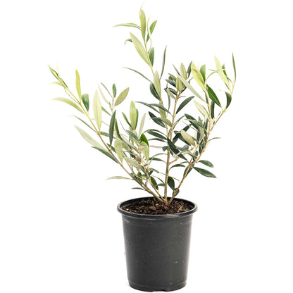 Arbequina Olive Tree