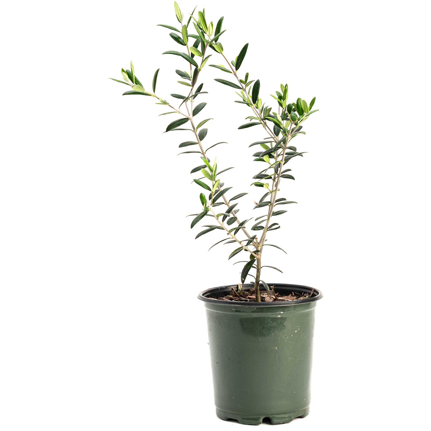 Arbequina Olive Tree