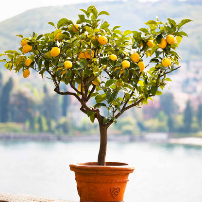 Improved Meyer Lemon Tree (CA)