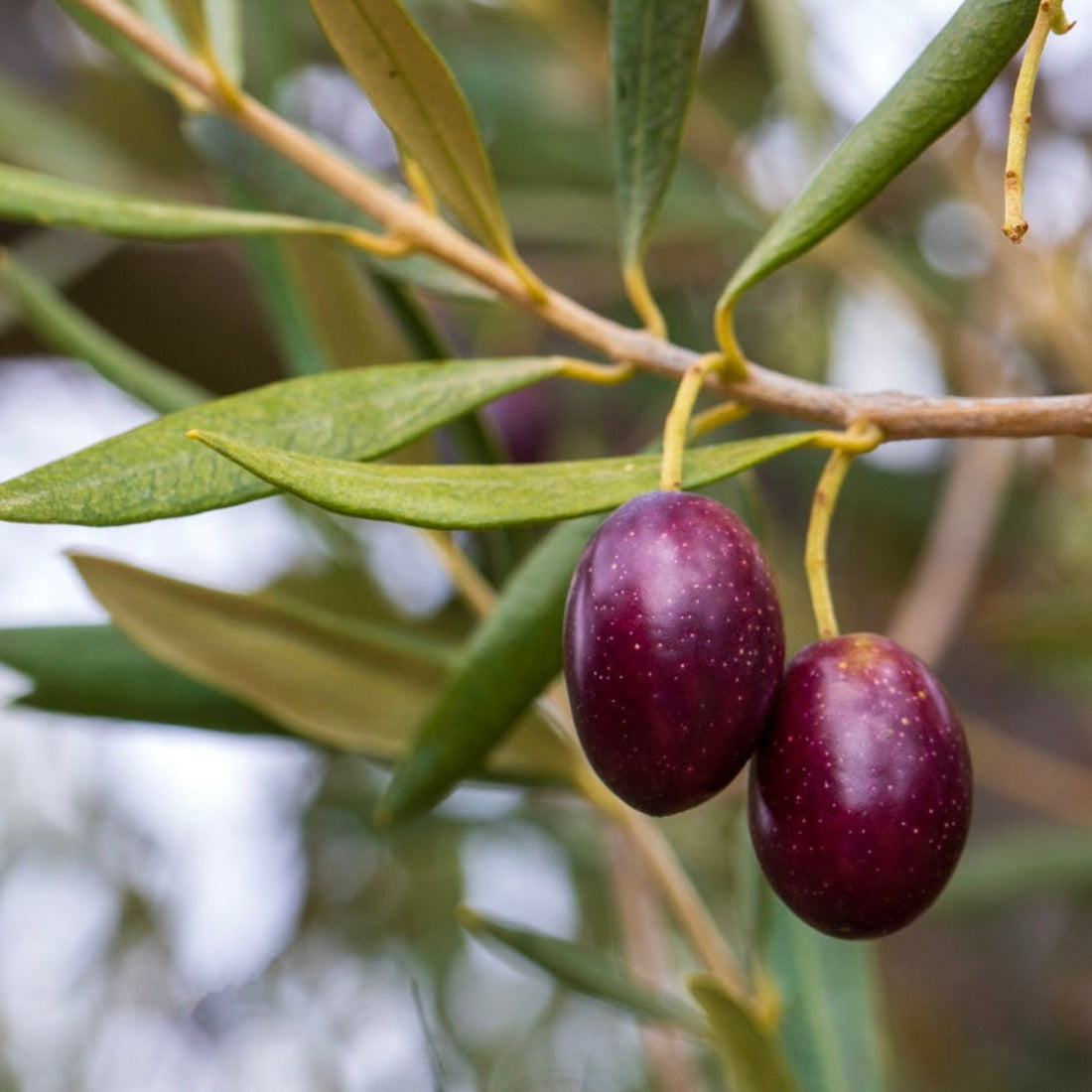 Koroneiki Olive Tree Language