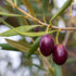 Koroneiki Olive Tree Language