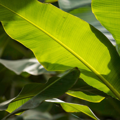 Ice Cream Banana Tree