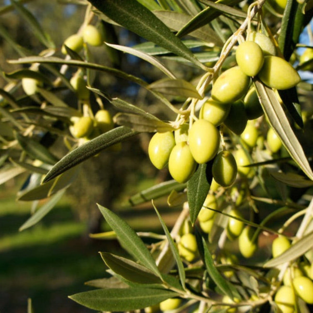 Koroneiki Olive Tree Language